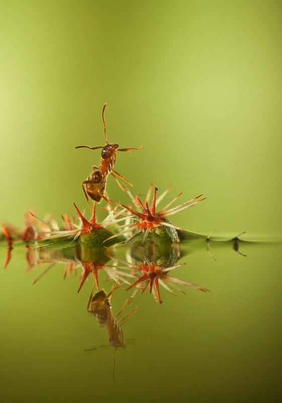 Фотографія "Рано утром на дорожке, муравьиные сапожки" / Iryna / photographers.ua