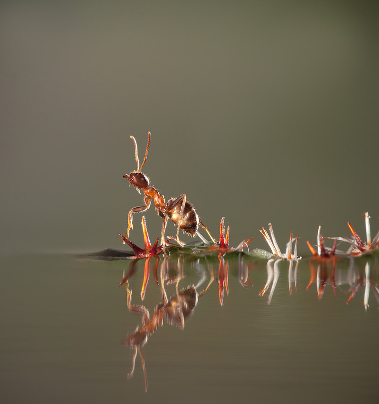 Фотографія "Жил на свете муравей,  Черненький такой.  Был мурашек всех храбрей –  Маленький герой." / Iryna / photographers.ua