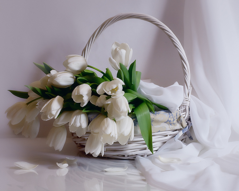 Фотографія Белые тюльпаны / Валентина Корибут / photographers.ua