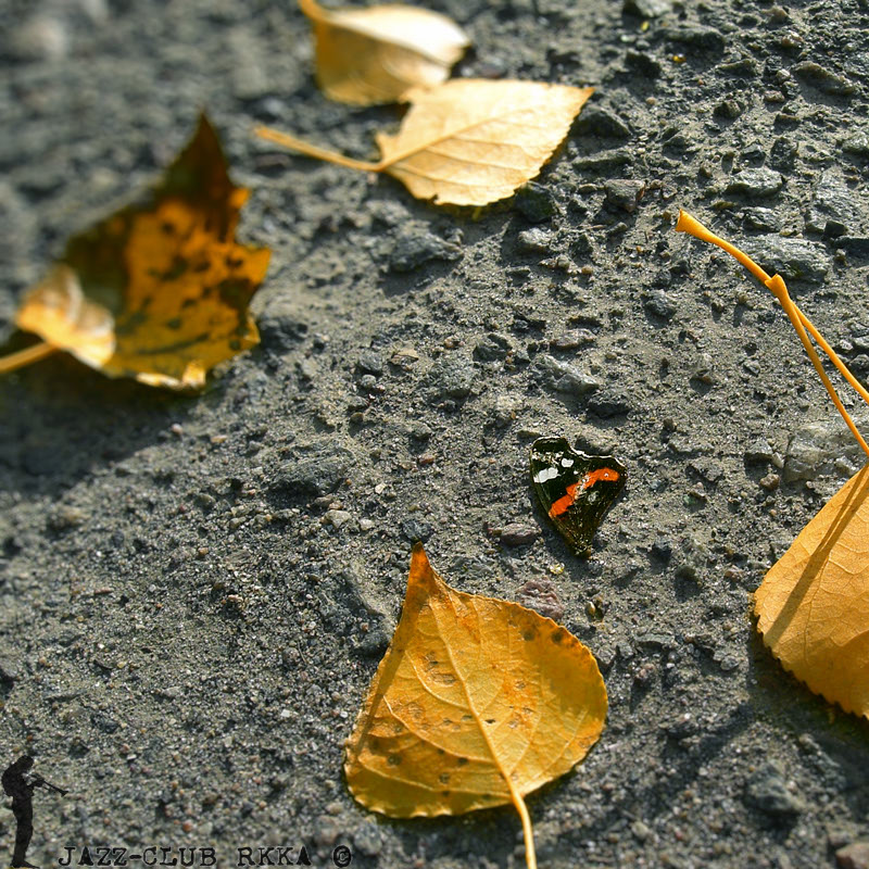 Фотографія Autumn Leaves (2) / Виктор Вёлунд / photographers.ua